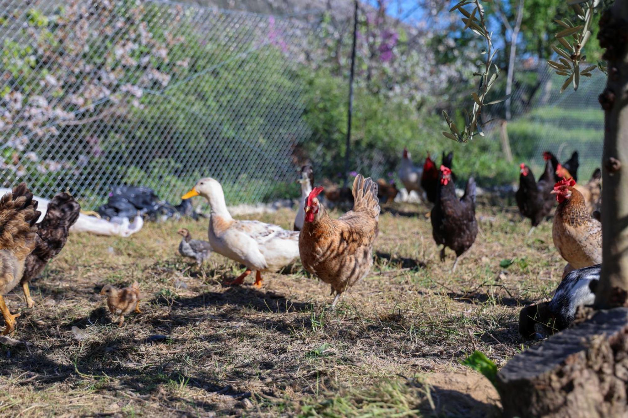 Villa Shpiragu Village Experience Berat Kültér fotó